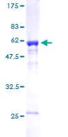 Human MED4 Protein (Recombinant GST)