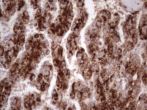 CDKL2 Antibody (aa291-493, clone OTI12C2, Carrier-free)