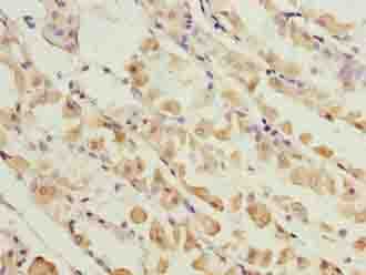 KIF26B Antibody