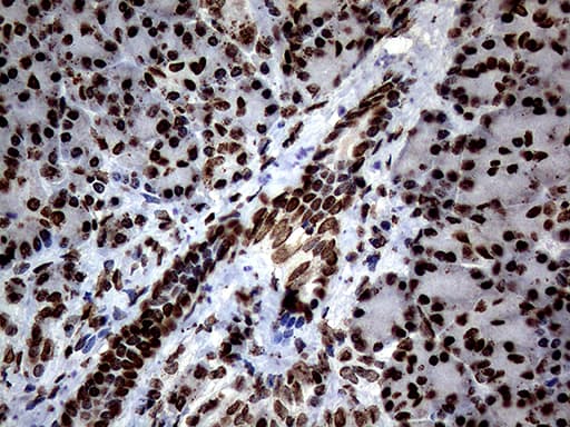 SH3BGRL Antibody (clone OTI8F7)