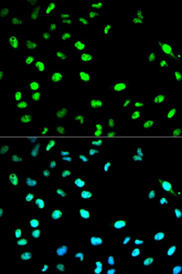 IHC-plus™ CDC20 Antibody