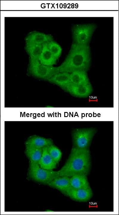 Polyclonal Rabbit anti-Human DUSP7 Antibody (aa258-350, IHC, WB)