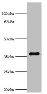WDR5 Antibody (aa1-334)
