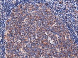 CBWD1 Antibody (clone OTI3F9)