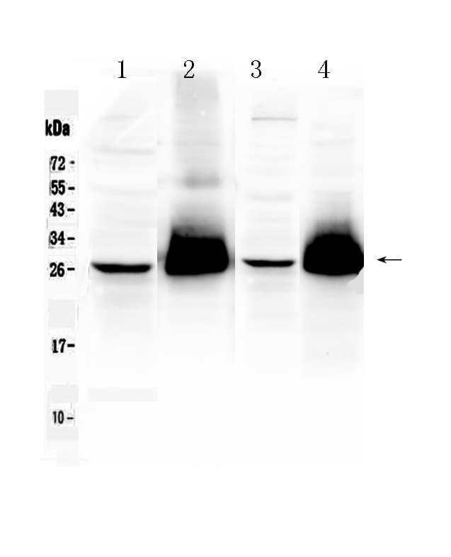 THY1 / CD90 Antibody