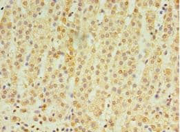 RNF212 Antibody (aa1-297)