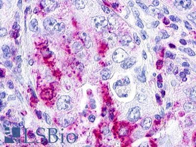 PathPlus™ GPR152 Antibody (Cytoplasmic Domain)