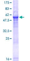 Human PEX26 Protein (Recombinant GST)
