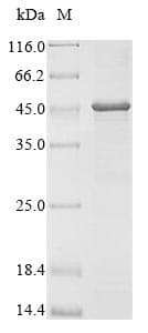 Mouse PLA2G15 / ACS Protein (Recombinant 10His, N-terminus + Myc, C-terminus)