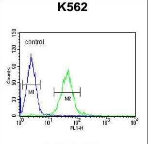 GTPBP2 Antibody (aa536-564)