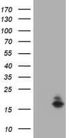 ATXN7L1 Antibody (clone OTI4A7)