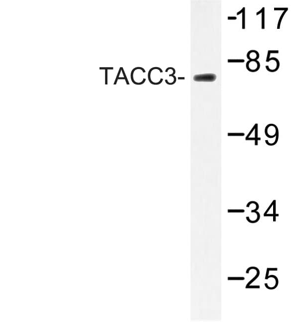 ERIC-1 / TACC3 Antibody (Thr813)