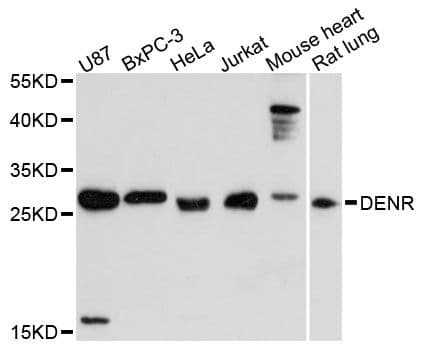 DENR / Density Regulated Antibody