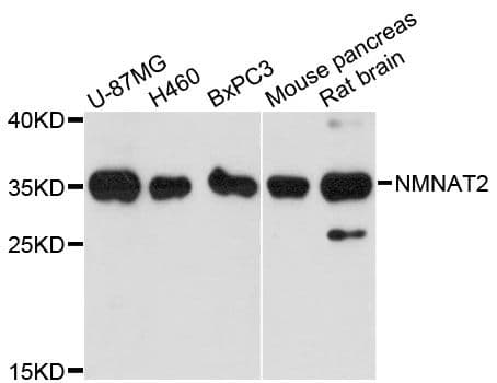NMNAT2 Antibody