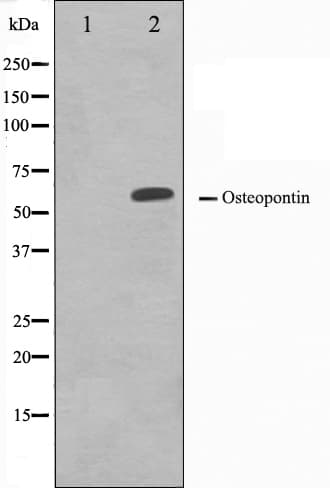 SPP1 / Osteopontin Antibody