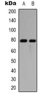 IHC-plus™ MAPT / Tau Antibody (Internal)