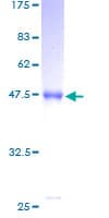 Human MED30 Protein (Recombinant GST)