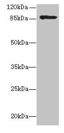 Internalin-A Antibody (aa562-770)