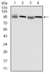 EEF2 / Elongation Factor 2 Antibody (clone 5B6)