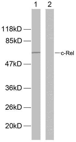 REL / C-Rel Antibody (phospho-Ser503)