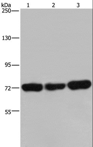 PCK2 / PEPCK Antibody