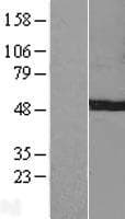C7orf25 Protein (Over-Expression Lysate Myc-DDK (Flag))