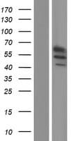 GLDN / Gliomedin Protein (Over-Expression Lysate Myc-DDK (Flag))