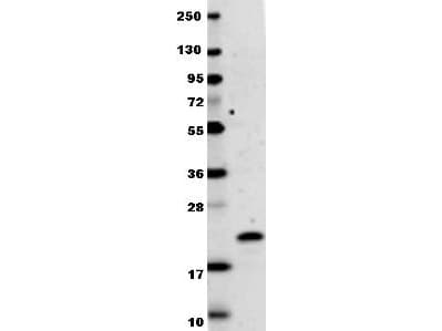 Polyclonal Rabbit anti-Human IFNL1 / IL29 Antibody (WB)