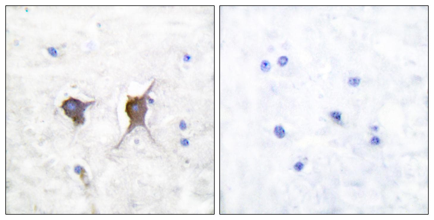 BAX Antibody