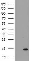 CHCHD5 Antibody (clone OTI1A12)