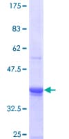 Human ING3 Protein (Recombinant GST)