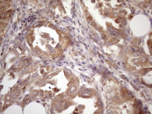 ASB2 Antibody (aa1-300, clone OTI2A2, Carrier-free)