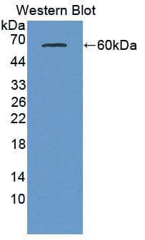 SCRN1 / Secernin 1 Antibody