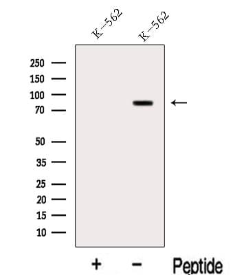 LPO / Lactoperoxidase Antibody