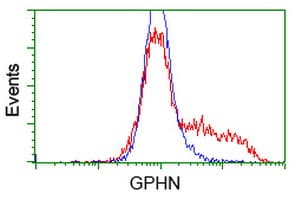 Gephyrin Antibody (clone OTI5C9)