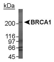 BRCA1 Antibody (aa1314-1864, clone RAY, Biotin)