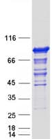 Human OSBPL11 Protein (Recombinant Myc-DDK (Flag))