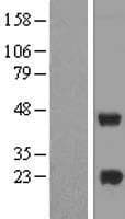METTL7A Protein (Over-Expression Lysate Myc-DDK (Flag))