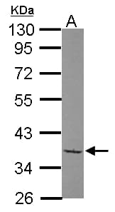 TAF1A Antibody