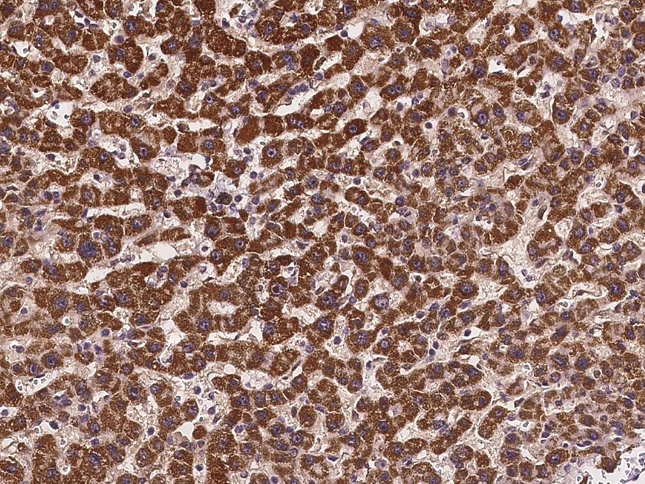 ATPAF2 Antibody