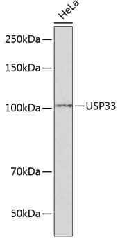 Polyclonal Rabbit anti-Human USP33 / VDU1 Antibody (IHC, IF, WB)