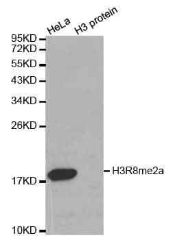 Histone H3 Antibody (Asym-Di-Methyl-Arg8)