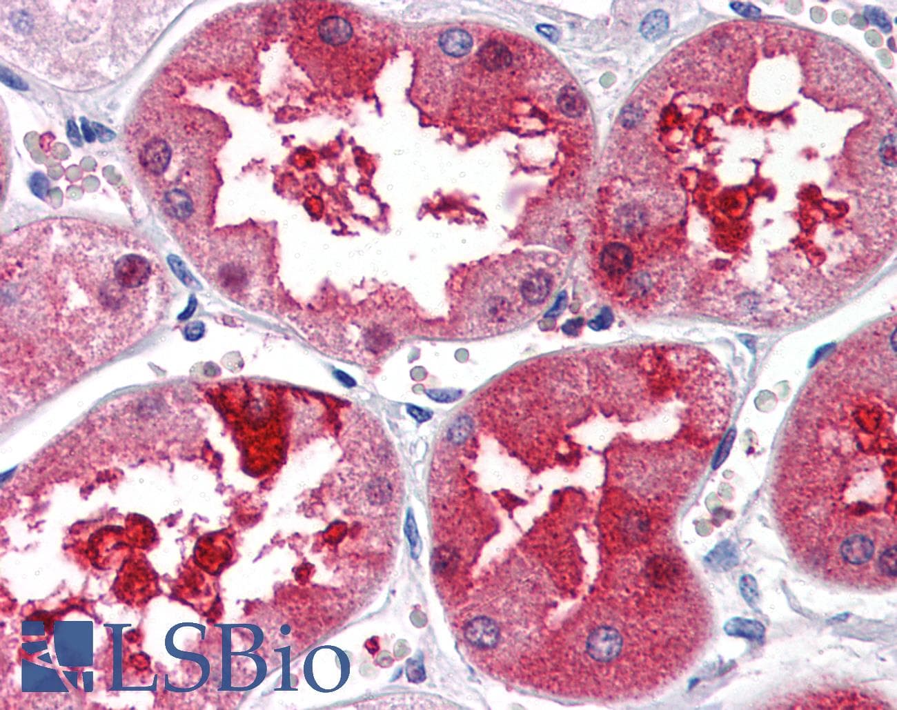 IHC-plus™ Polyclonal Rabbit anti-Human TEM7 Antibody (IHC, IF, WB)