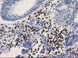 DEF8 Antibody (clone OTI4B6)