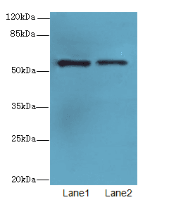 WDR34 Antibody