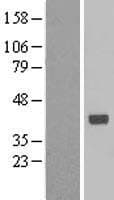RFC3 Protein (Over-Expression Lysate Myc-DDK (Flag))
