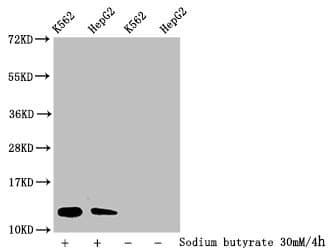 HIST1H4I Antibody