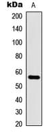 CLK1 / CLK Antibody (Internal)