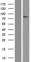 SLC26A1 Protein (Over-Expression Lysate Myc-DDK (Flag))