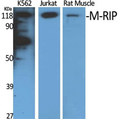 MPRIP / RIP3 Antibody (Internal)